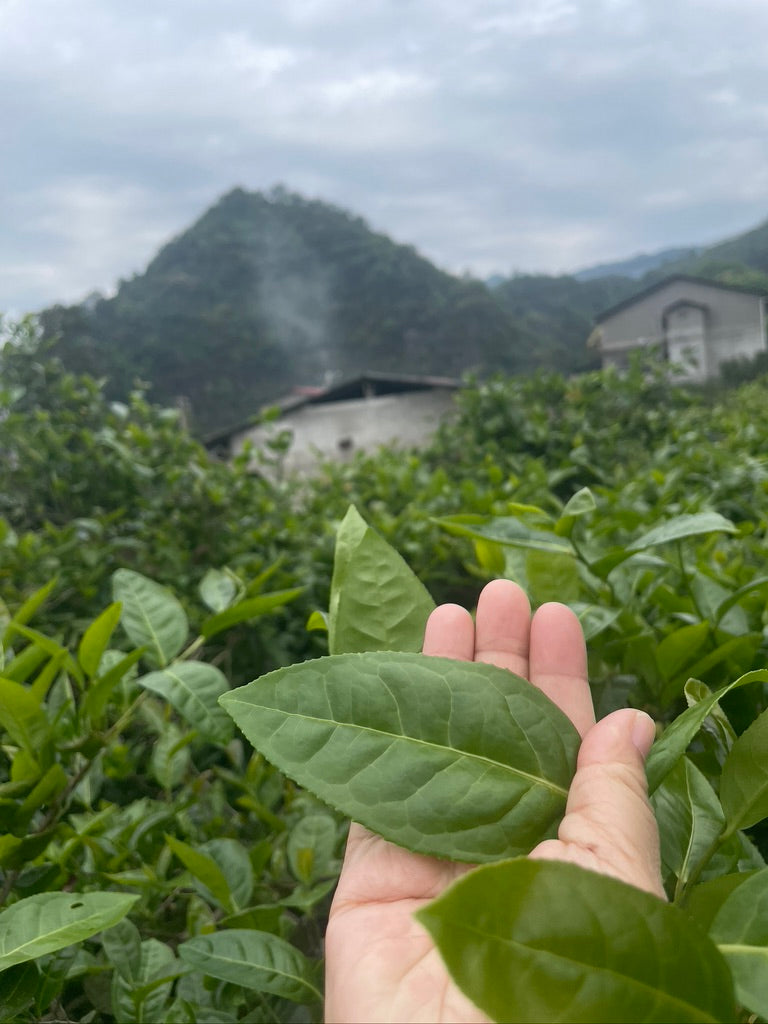 Fo Shou - Buddha's Hand - 佛手 (2025)