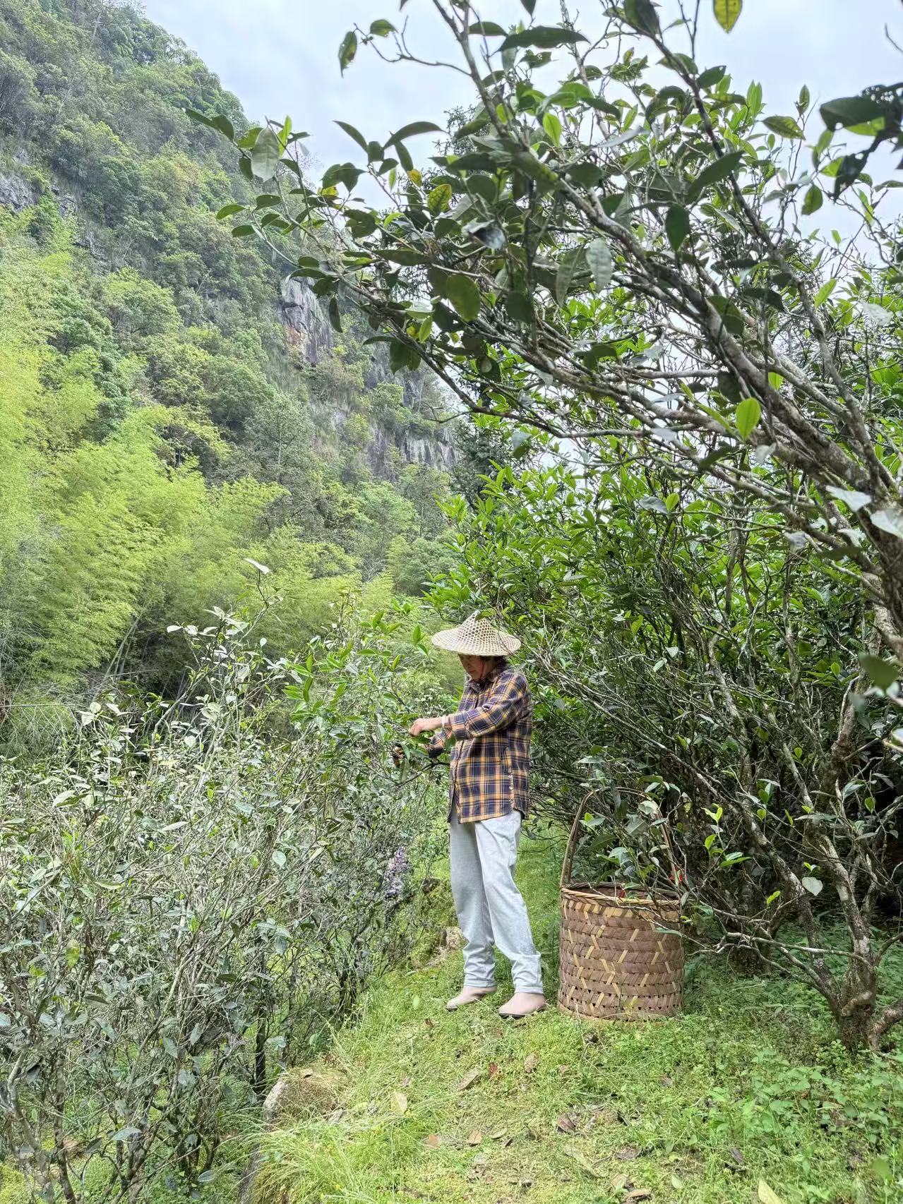 Woody Laocong Shuixian 木质味老枞水仙 (2025)