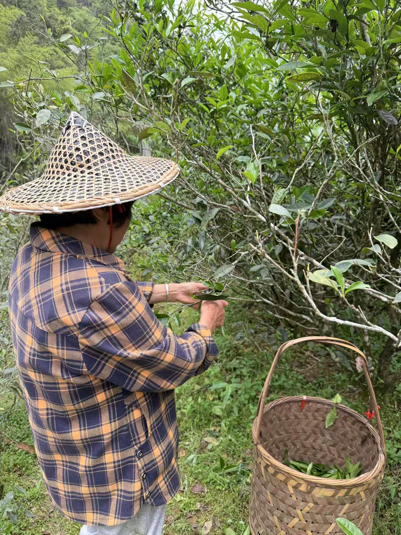 Woody Laocong Shuixian 木质味老枞水仙 (2025)