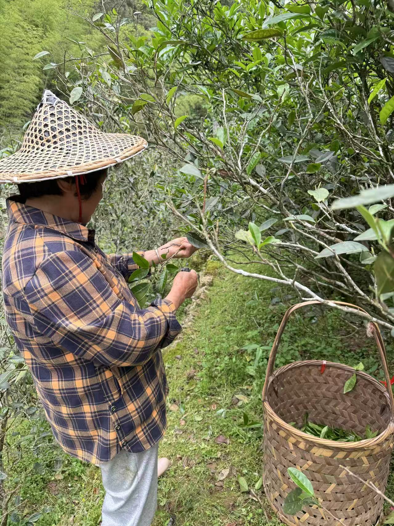 Woody Laocong Shuixian 木质味老枞水仙 (2025)