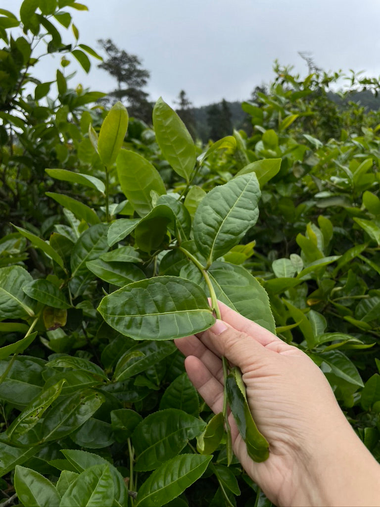 Fo Shou - Buddha's Hand - 佛手 (2025)