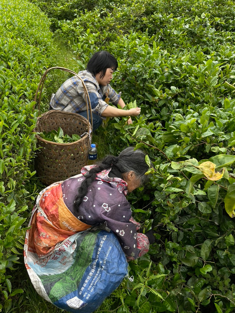 Fo Shou - Buddha's Hand - 佛手 (2025)