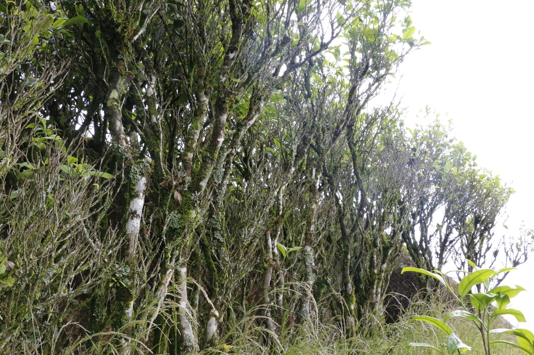 Dan Cong  from Chaozhou