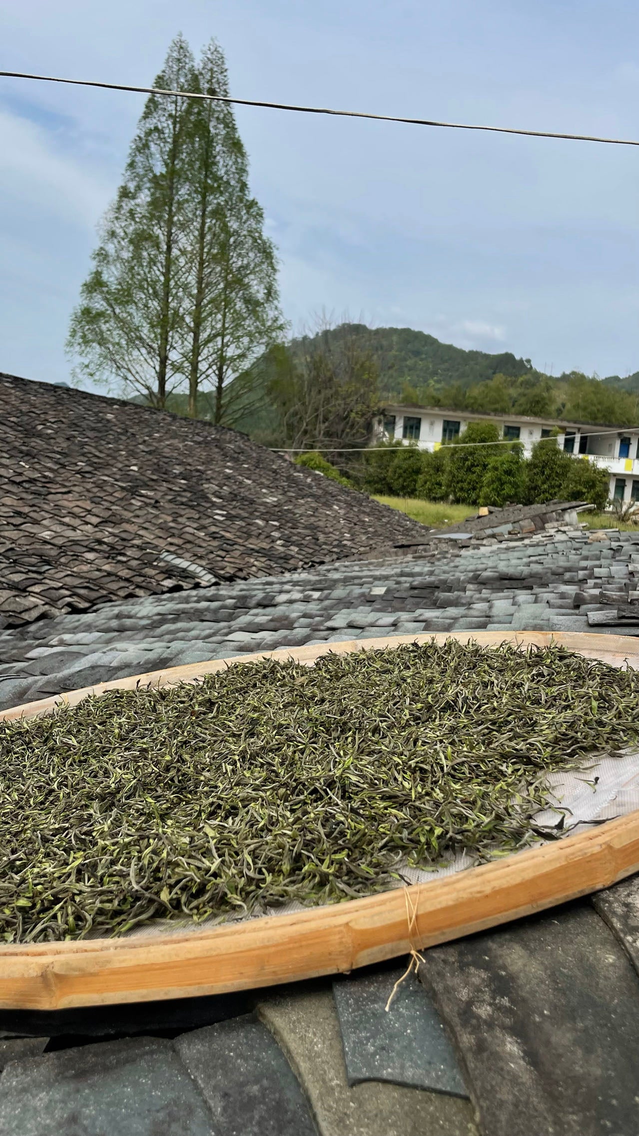 Advanced Bai Mu Dan 高级白牡丹 (2023)