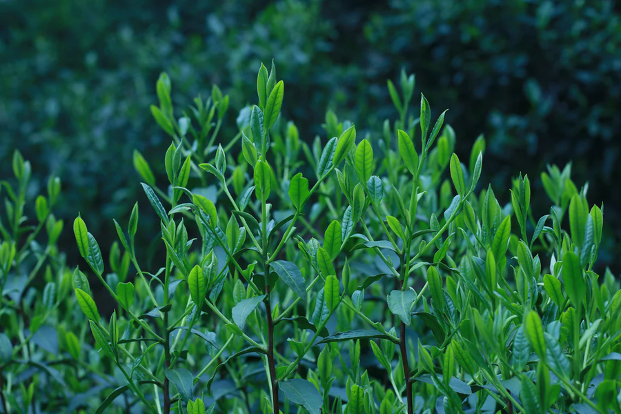 Lapsang Souchong (Floral Style ) 花香小种 2024