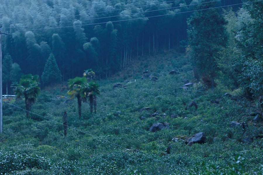 Bamboo Forest Lapsang Souchong（竹林小种）2024