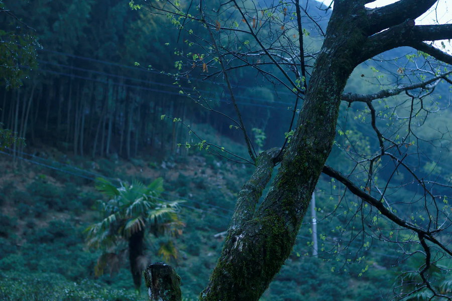 Bamboo Forest Lapsang Souchong（竹林小种）2024