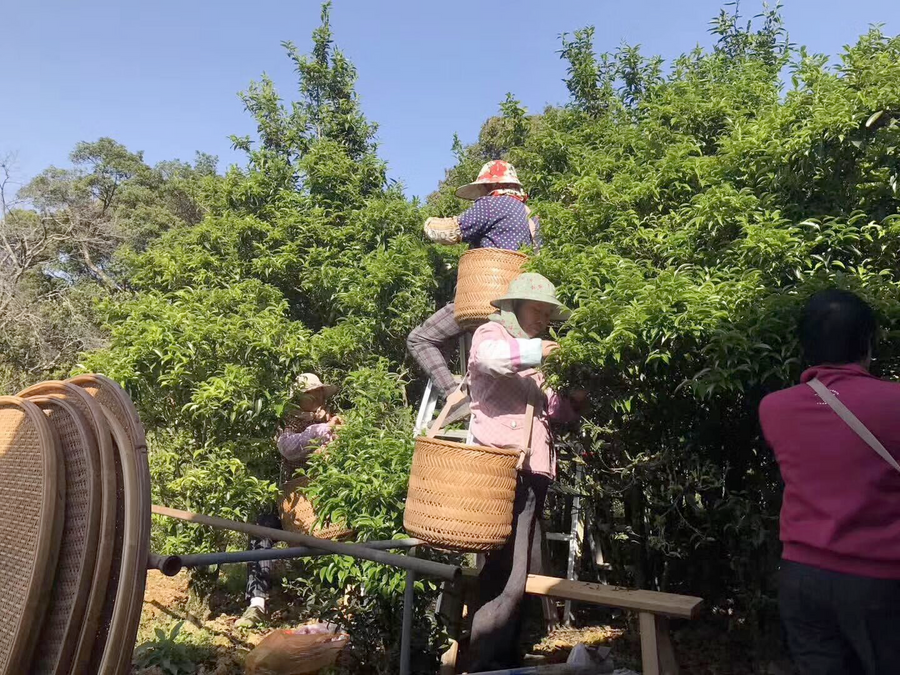 Old bush Mi lan xiang 老枞蜜兰香 2024