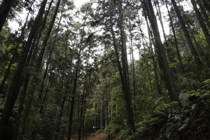 Wild Lapsang Souchong 野生小种 (2025)