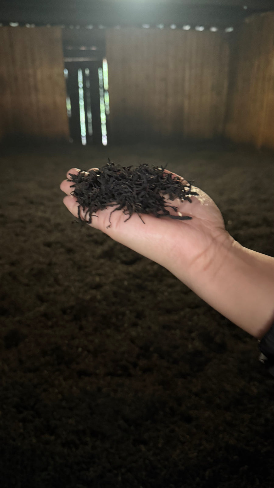 Hundred years Lapsang Souchong Smoked Style (烟熏百年老枞小种）2025