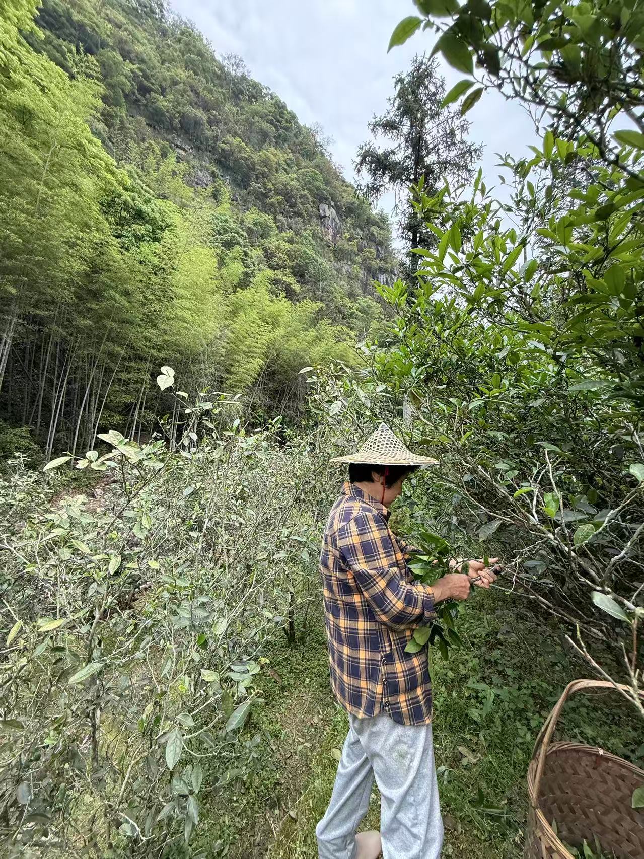 Woody Laocong Shuixian 木质味老枞水仙 (2025)