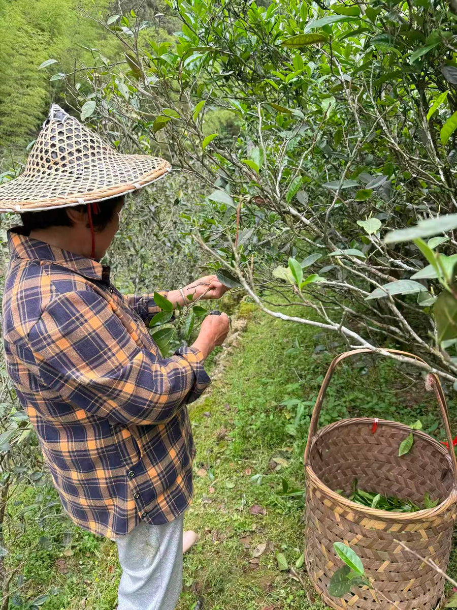 Woody Laocong Shuixian 木质味老枞水仙 (2025)