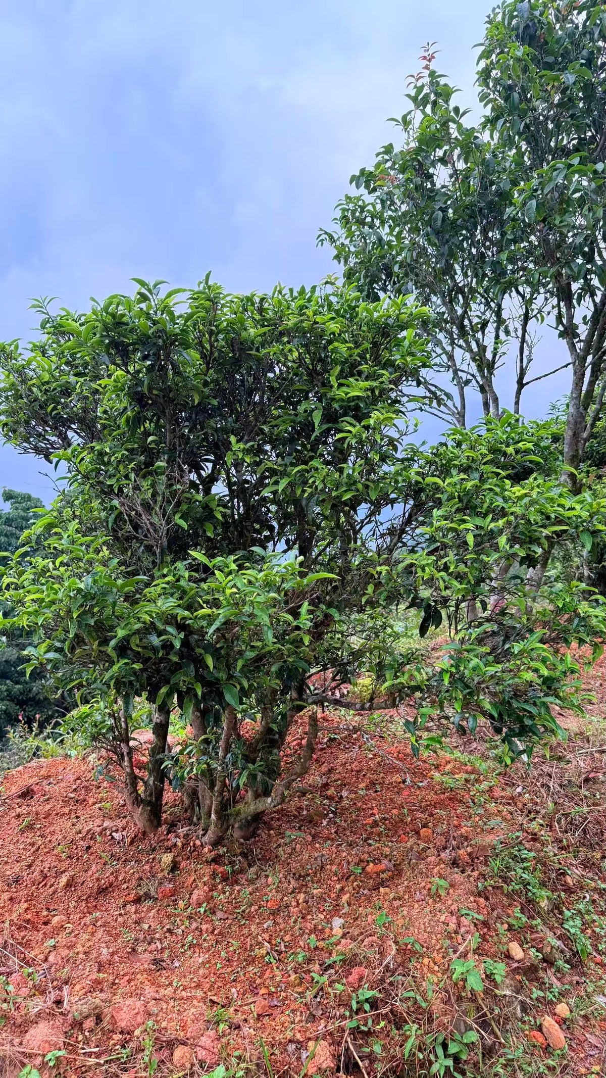 2026 Old  Bush Ya Shixiang  老枞鸭屎香