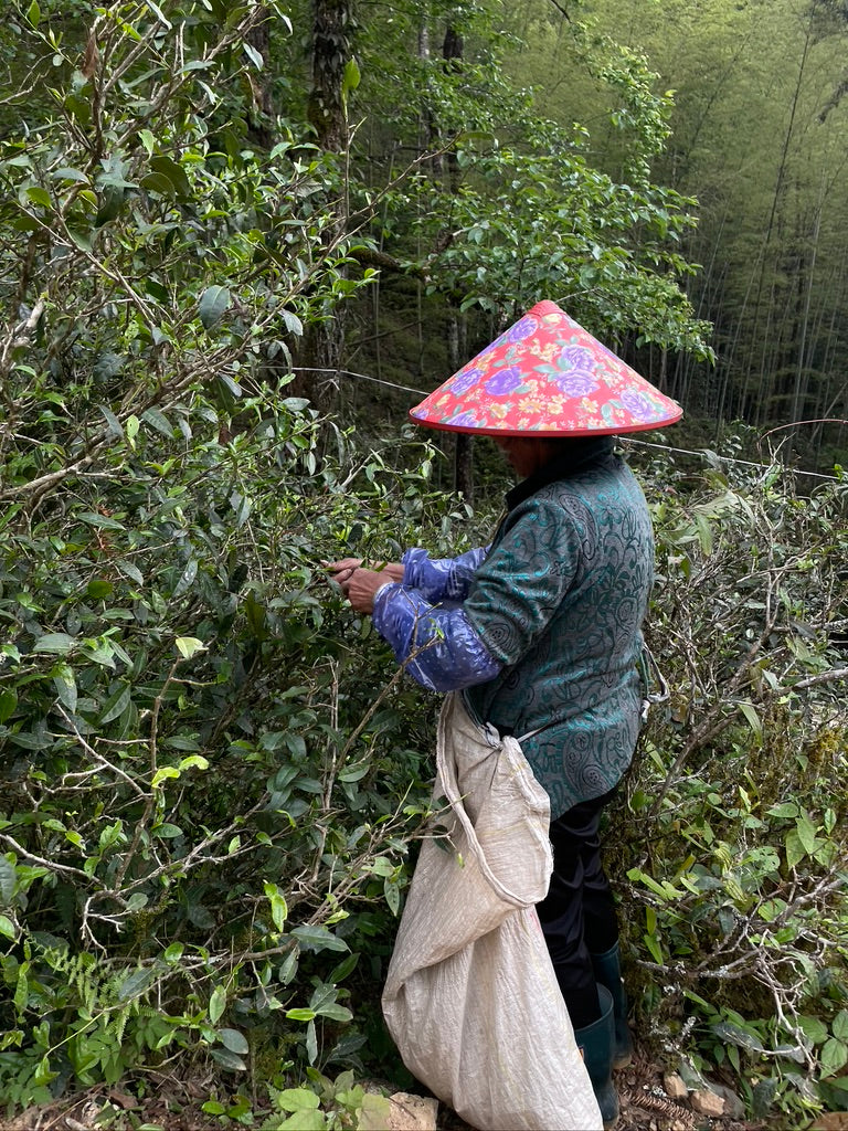 Ma Su old bush Lapsang Souchong 麻粟老枞小种2023