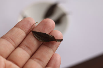 Chi Gan 赤甘 2025