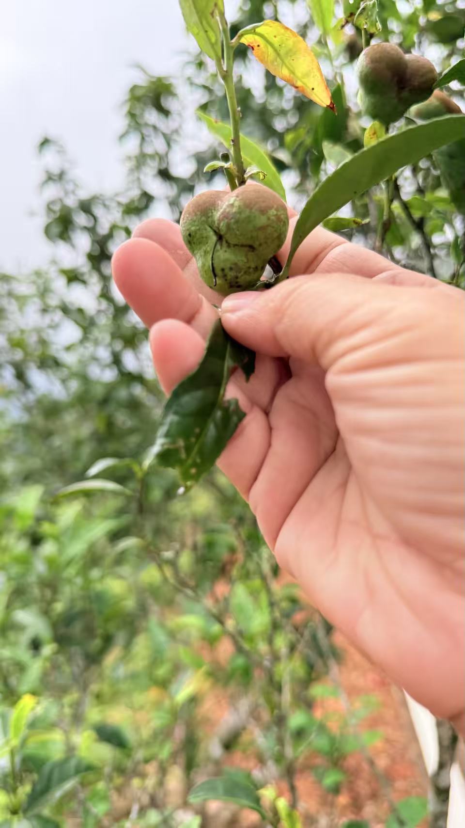 2026 Old  Bush Ya Shixiang  老枞鸭屎香