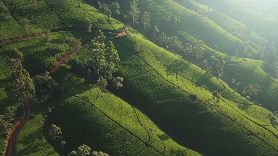 Tea farm video